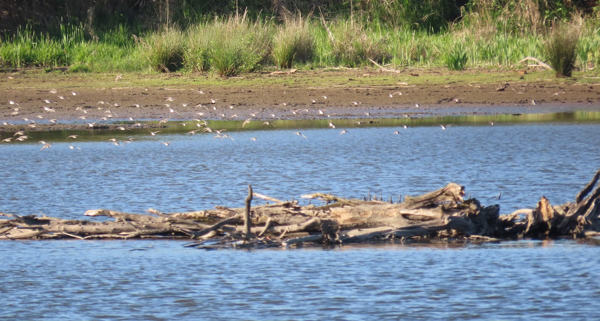Least Sandpiper - ML634269494