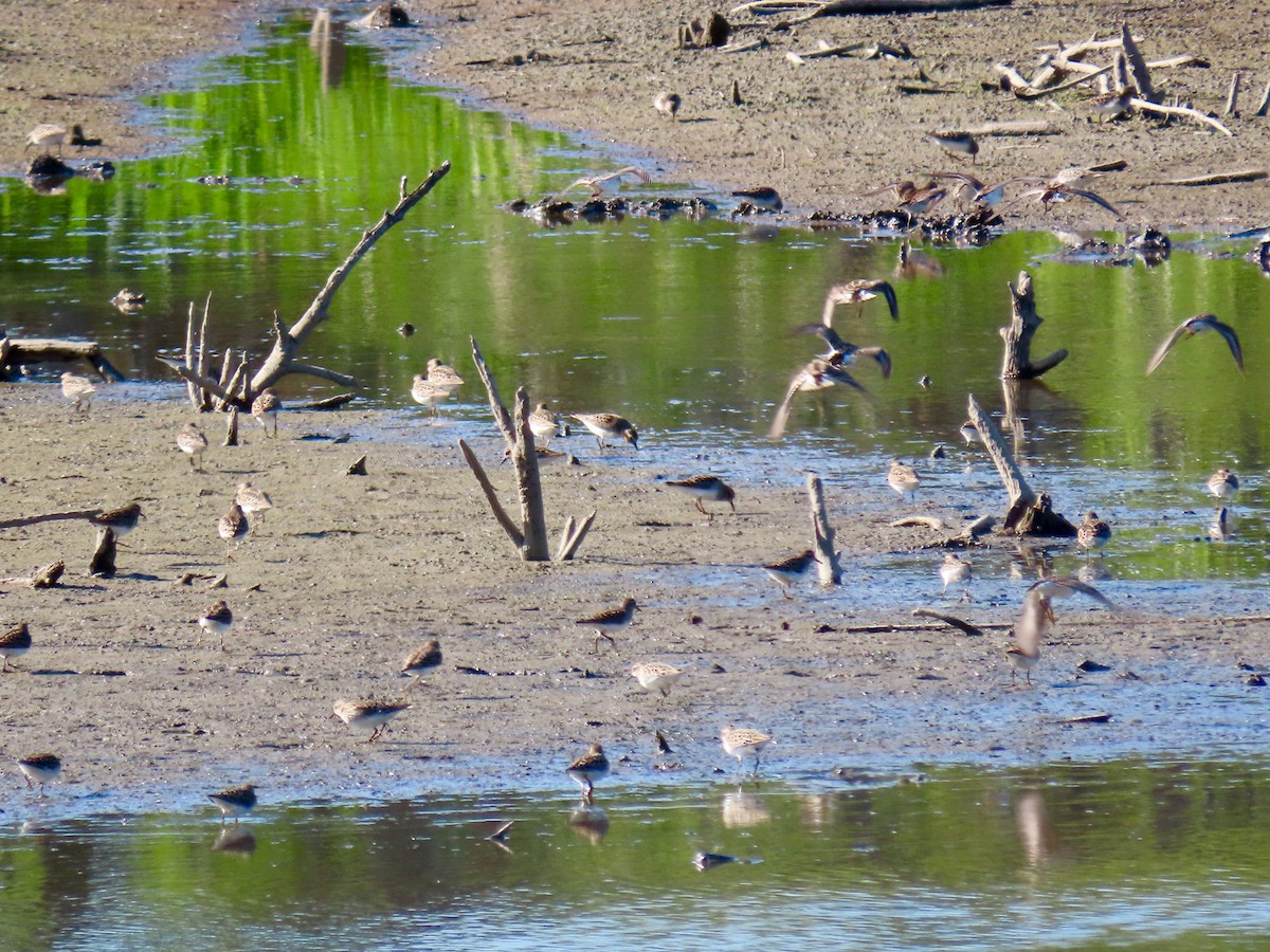 Least Sandpiper - ML634269495