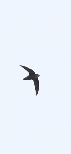 Chimney Swift - ML634269500