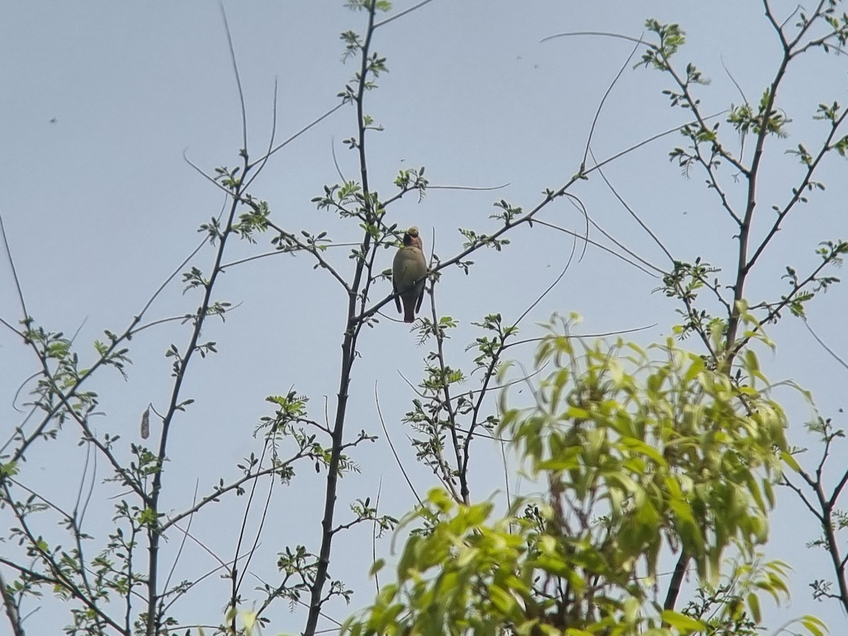 Japanese Waxwing - ML634269526