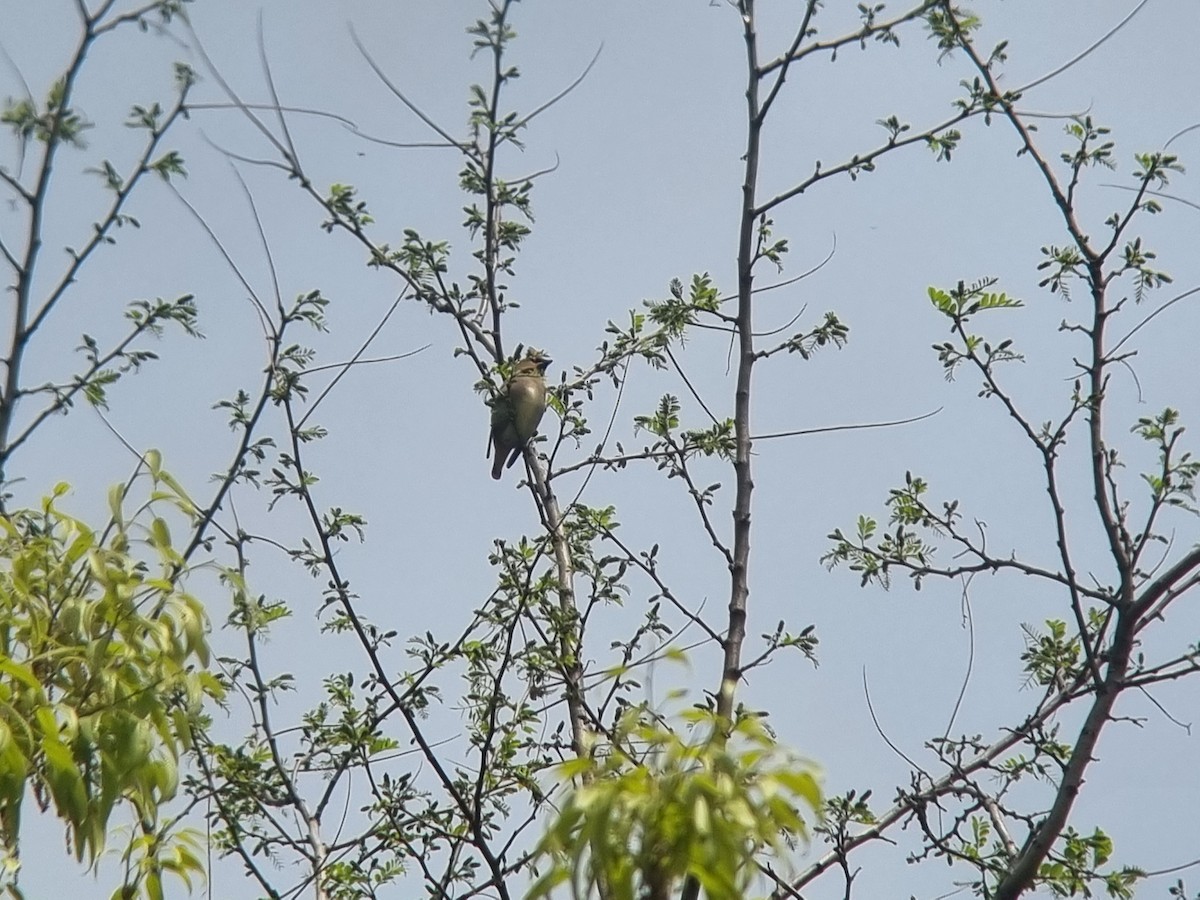 Japanese Waxwing - ML634269527
