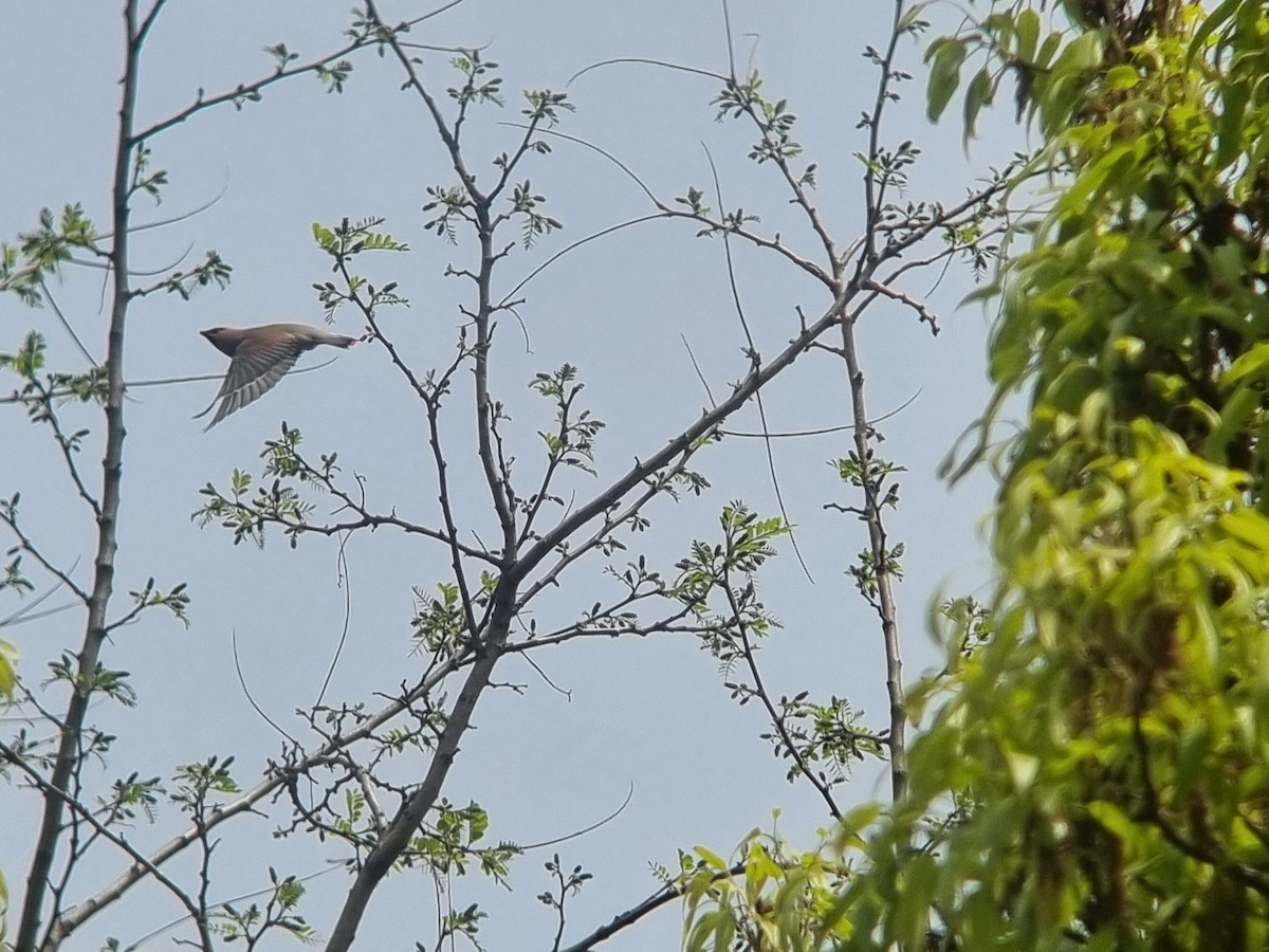 Japanese Waxwing - ML634269528