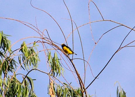 West Mexican Euphonia - ML634269574