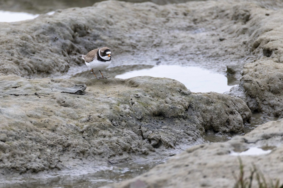 Semipalmated Plover - ML634269597