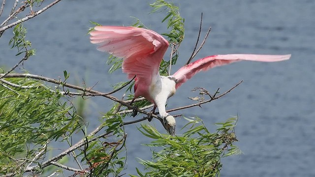 Roseate Spoonbill - ML634269598