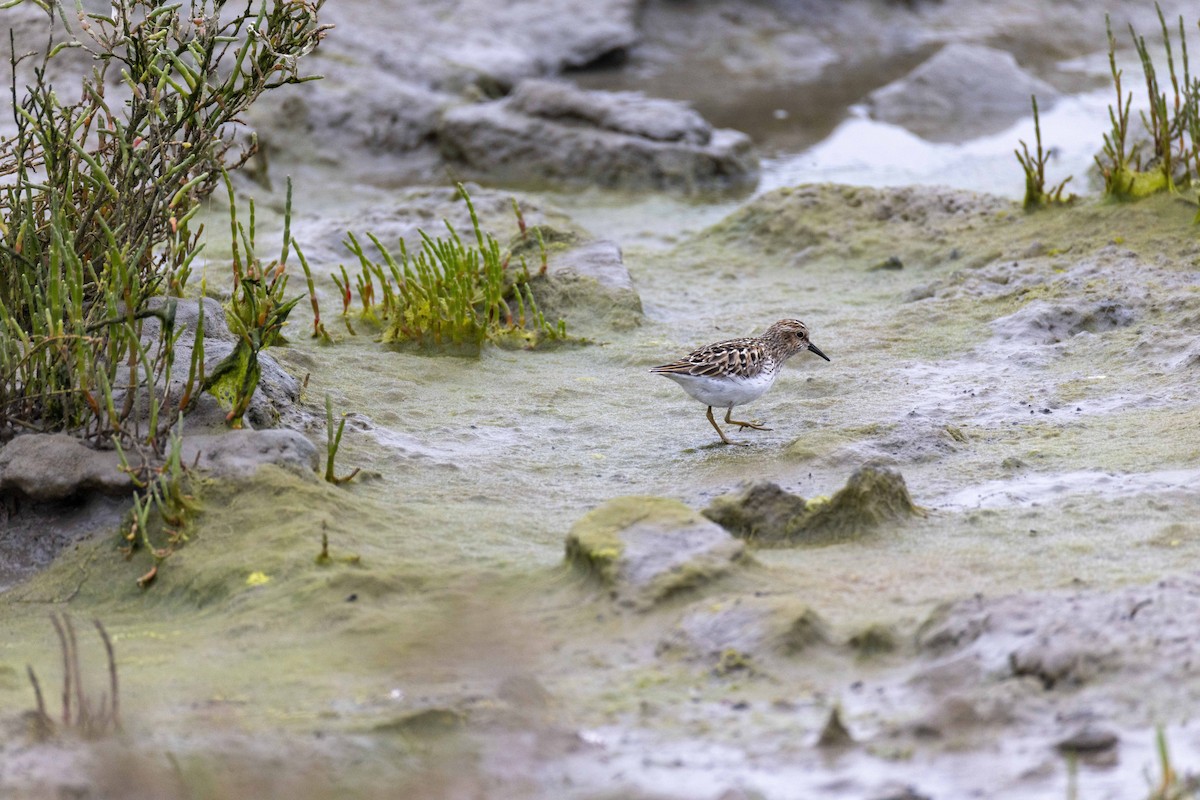Least Sandpiper - ML634269607