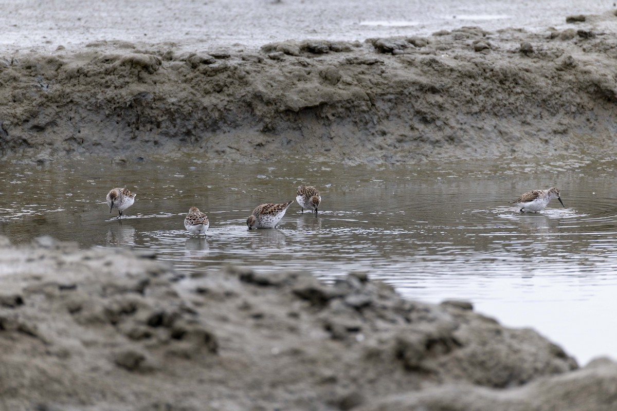 西濱鷸 - ML634269610