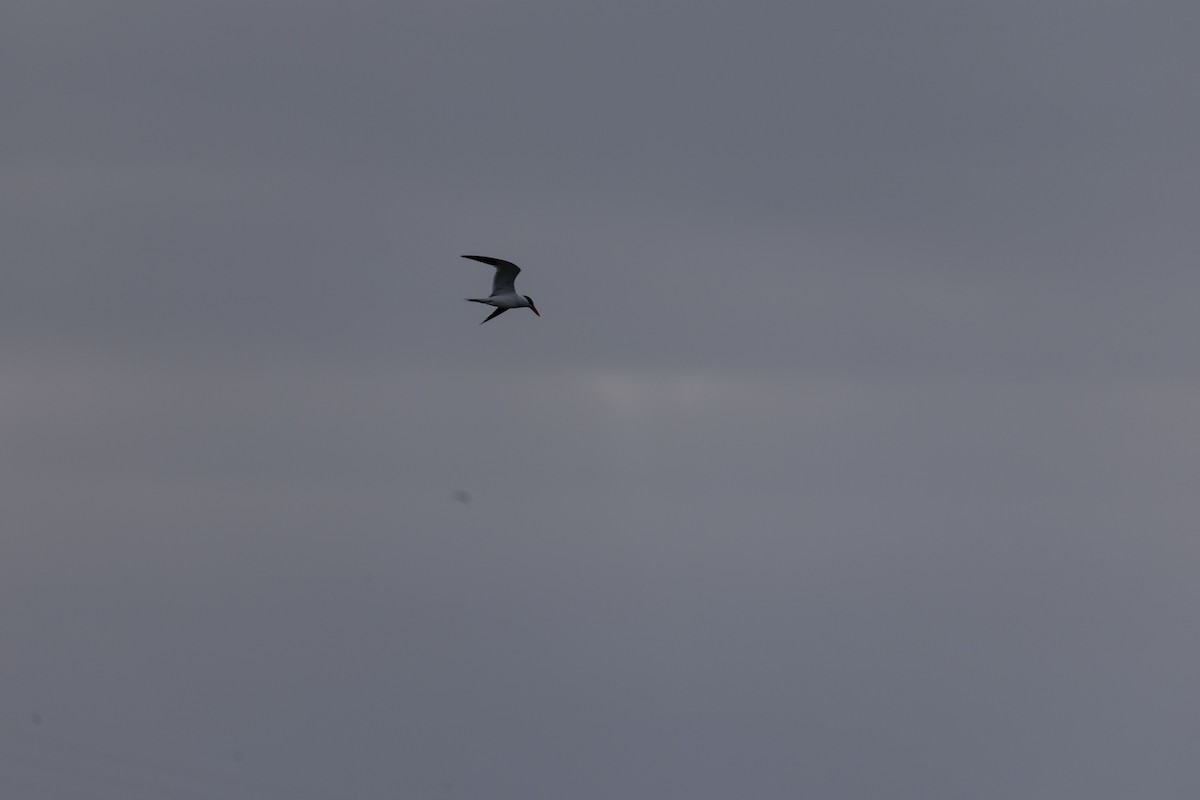 裏海燕鷗 - ML634269611