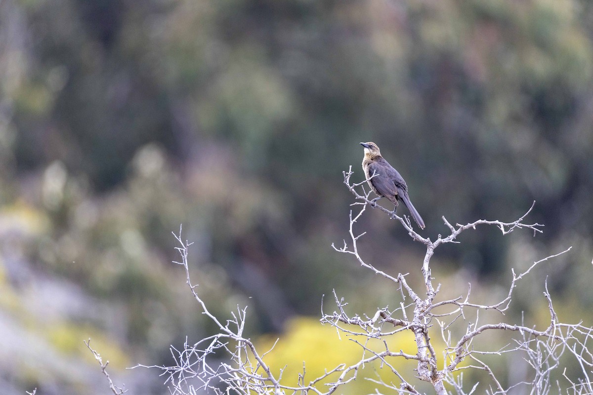 Great-tailed Grackle - ML634269618
