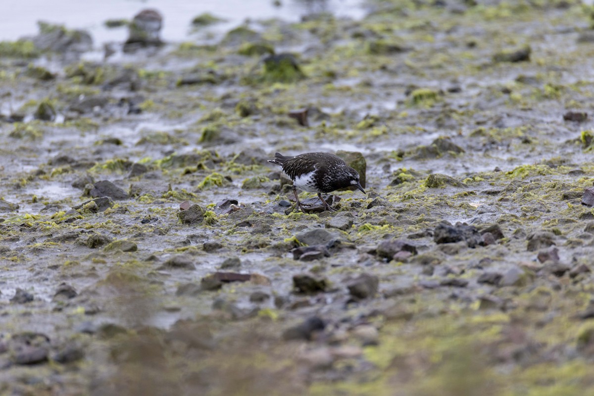 Black Turnstone - ML634269631