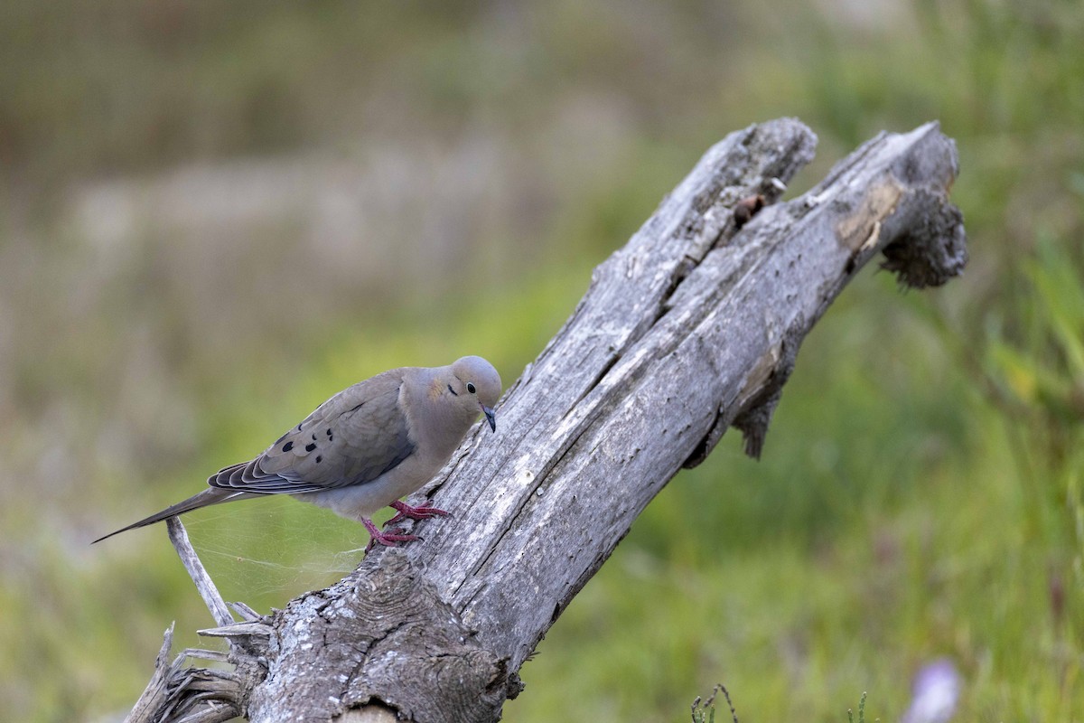 Mourning Dove - ML634269634