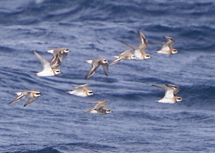 Siberian Sand-Plover - ML634269653
