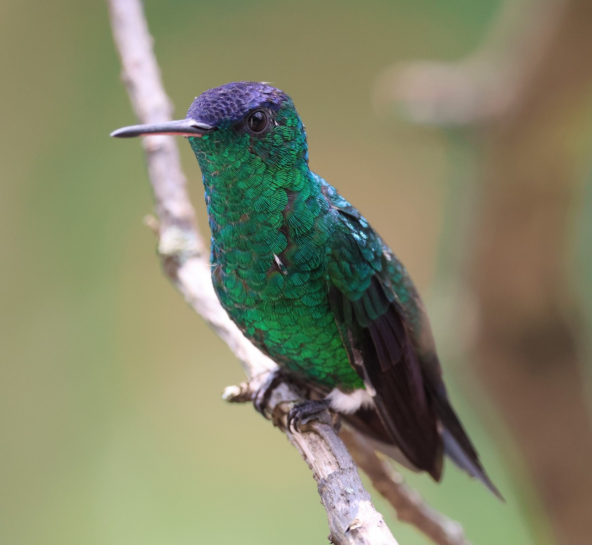 Indigo-capped Hummingbird - ML634269788