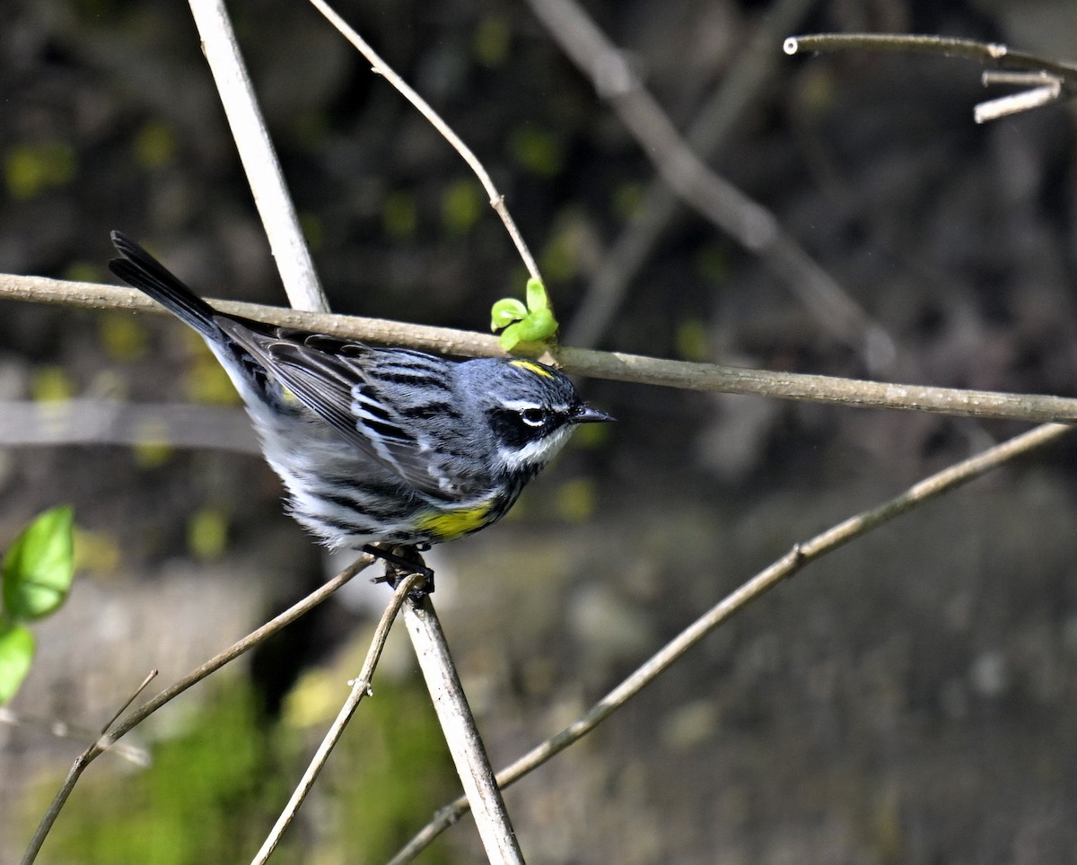 Yellow-rumped Warbler - ML634269796