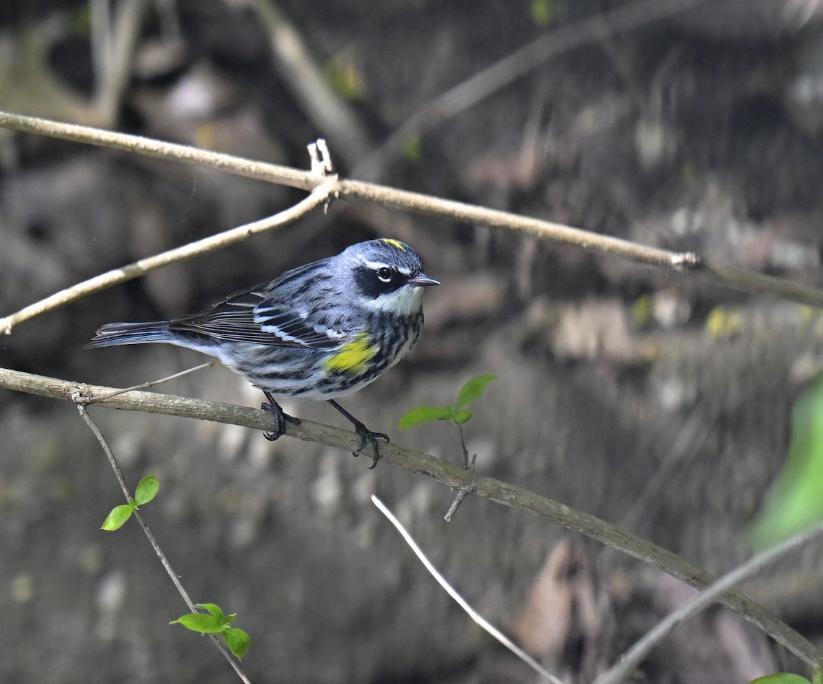Yellow-rumped Warbler - ML634269802