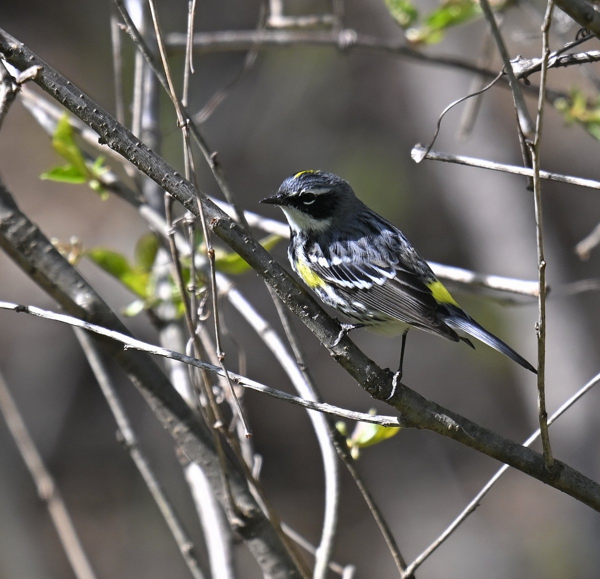 Yellow-rumped Warbler - ML634269808