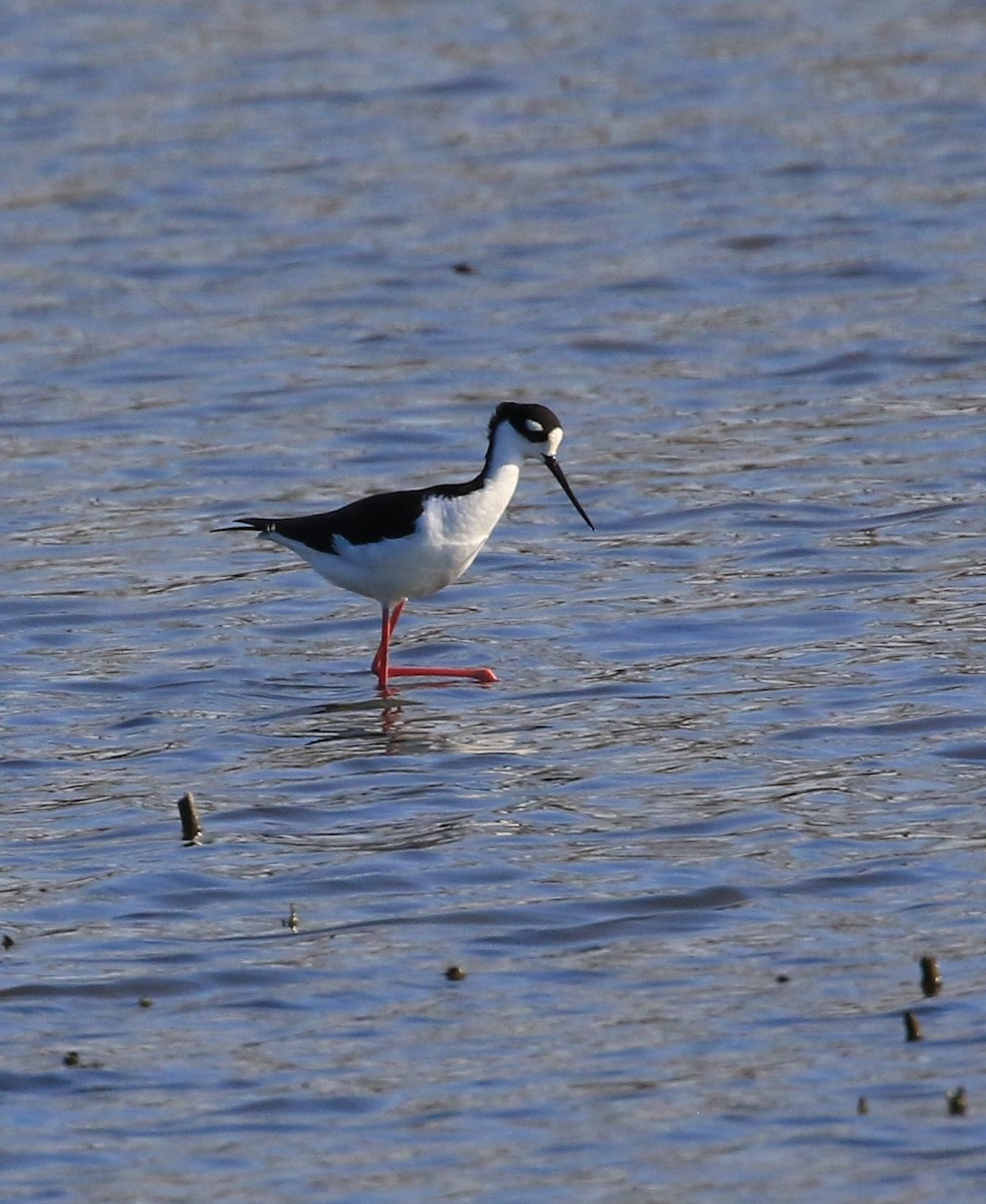 Black-necked Stilt - ML634269872