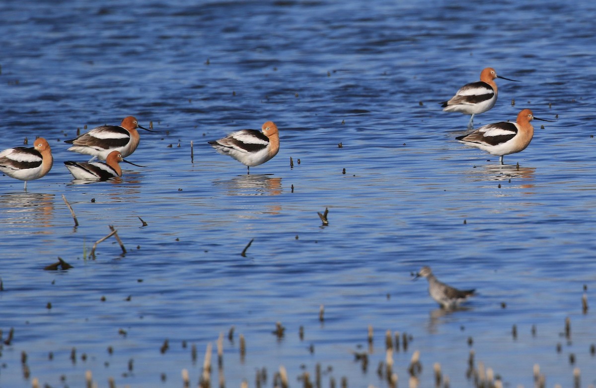 American Avocet - ML634269901