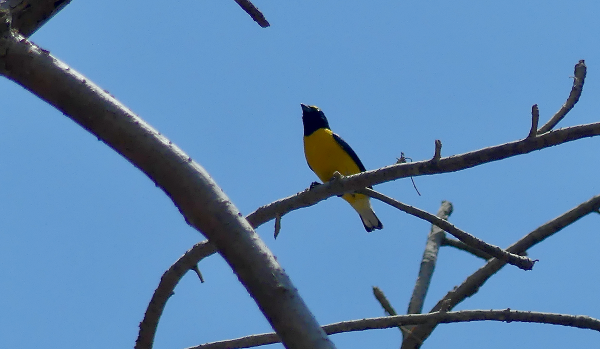 West Mexican Euphonia - ML634269910