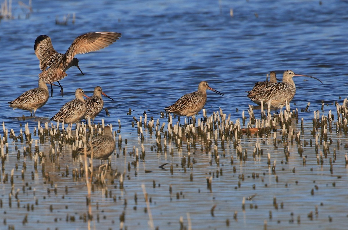 Marbled Godwit - ML634269929