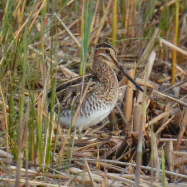 Wilson's Snipe - ML634270016
