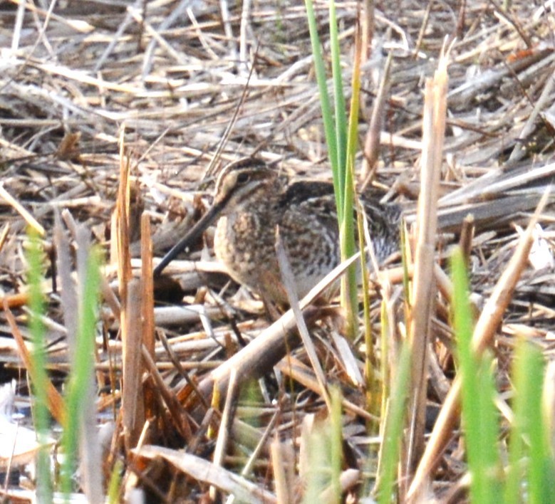 Wilson's Snipe - ML634270021