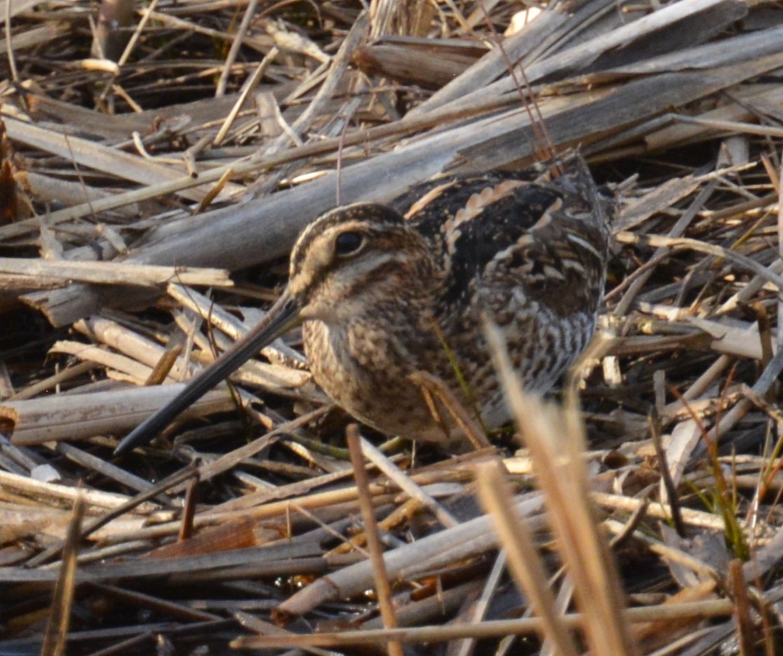Wilson's Snipe - ML634270037