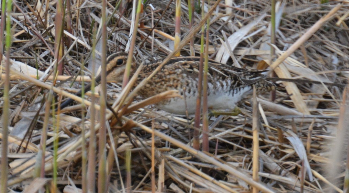Wilson's Snipe - ML634270041