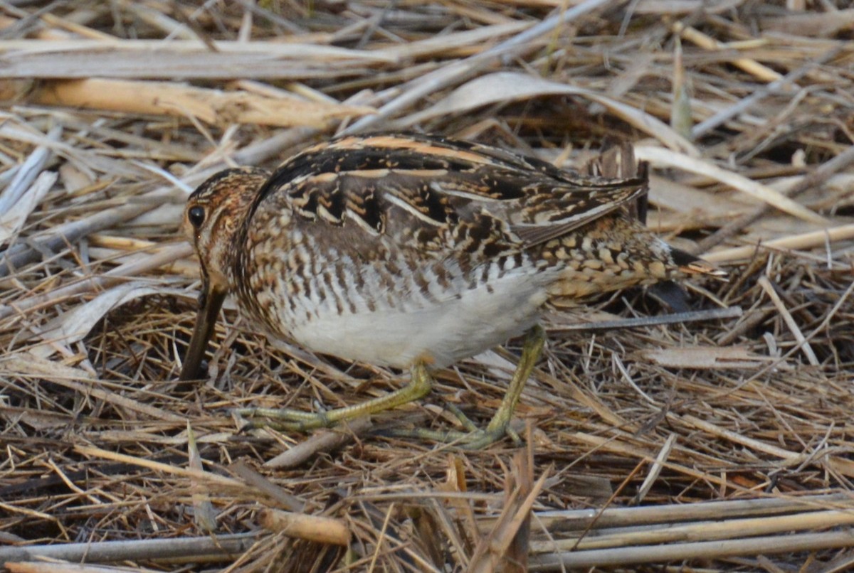 Wilson's Snipe - ML634270051
