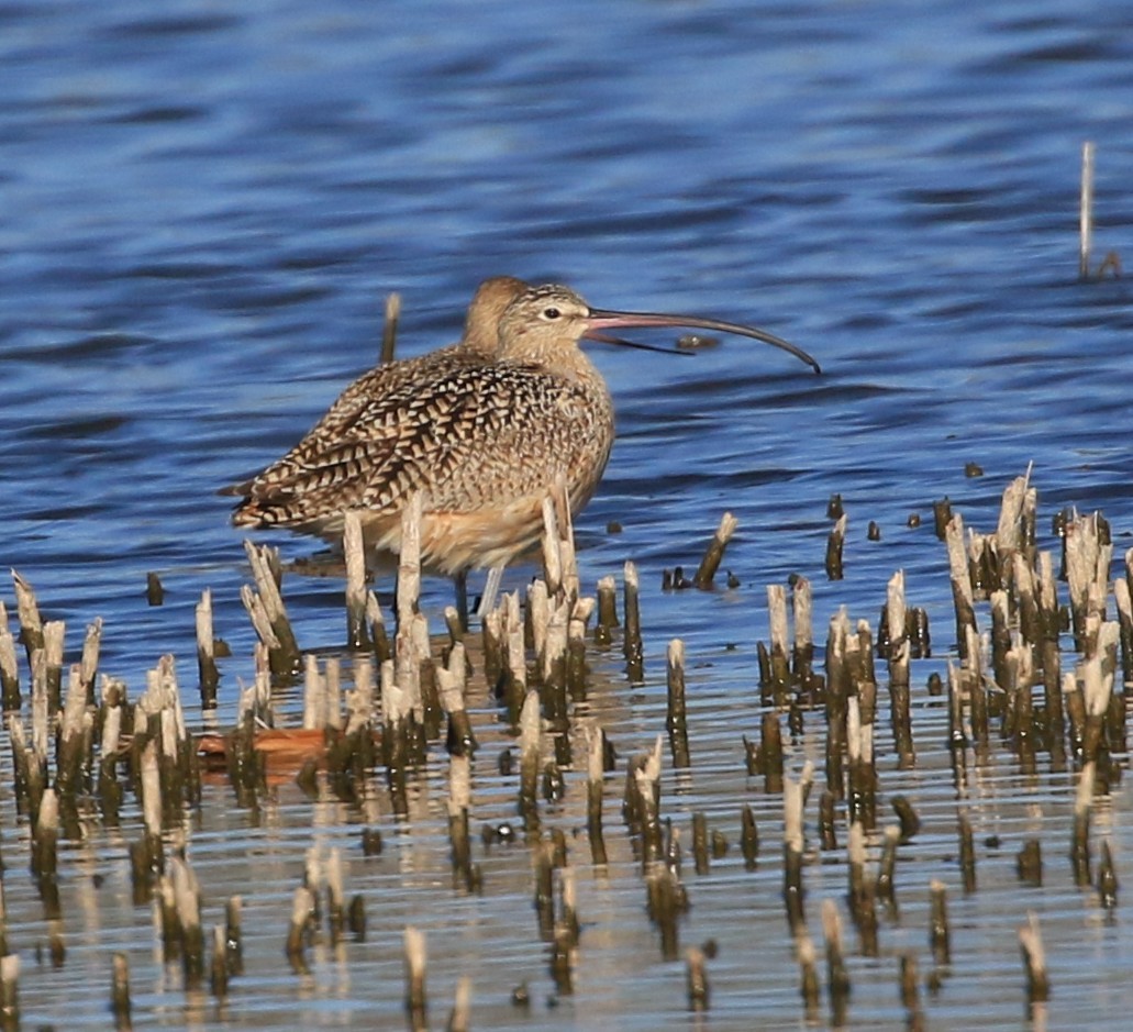 Long-billed Curlew - ML634270059
