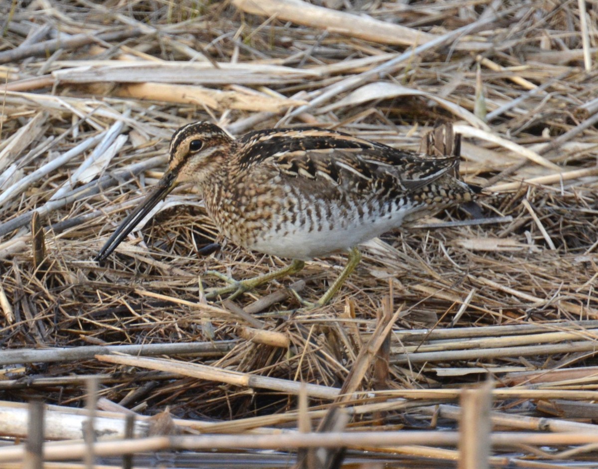 Wilson's Snipe - ML634270061