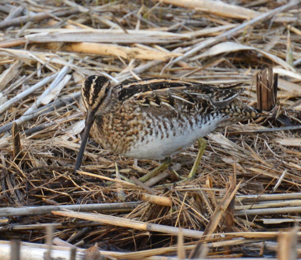 Wilson's Snipe - ML634270074