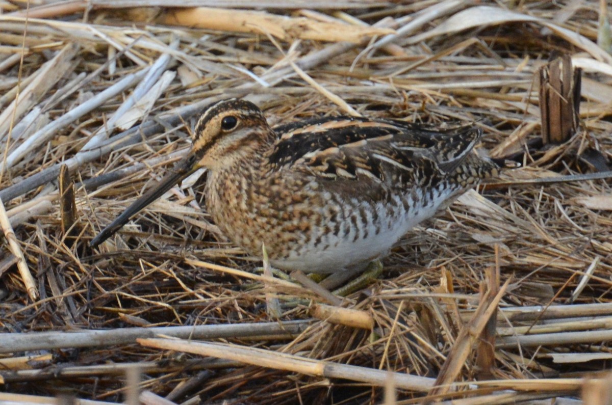 Wilson's Snipe - ML634270081