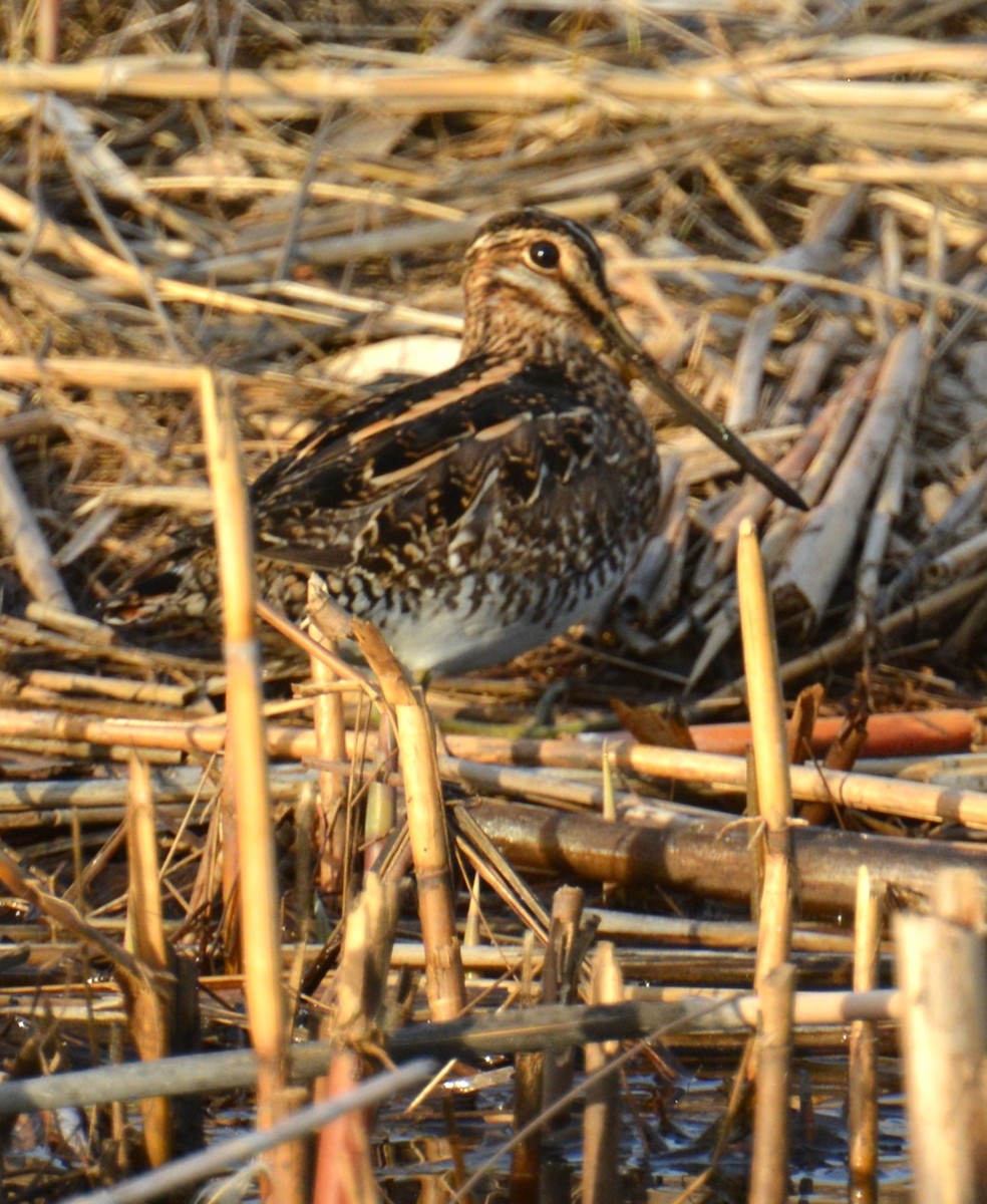 Wilson's Snipe - ML634270089