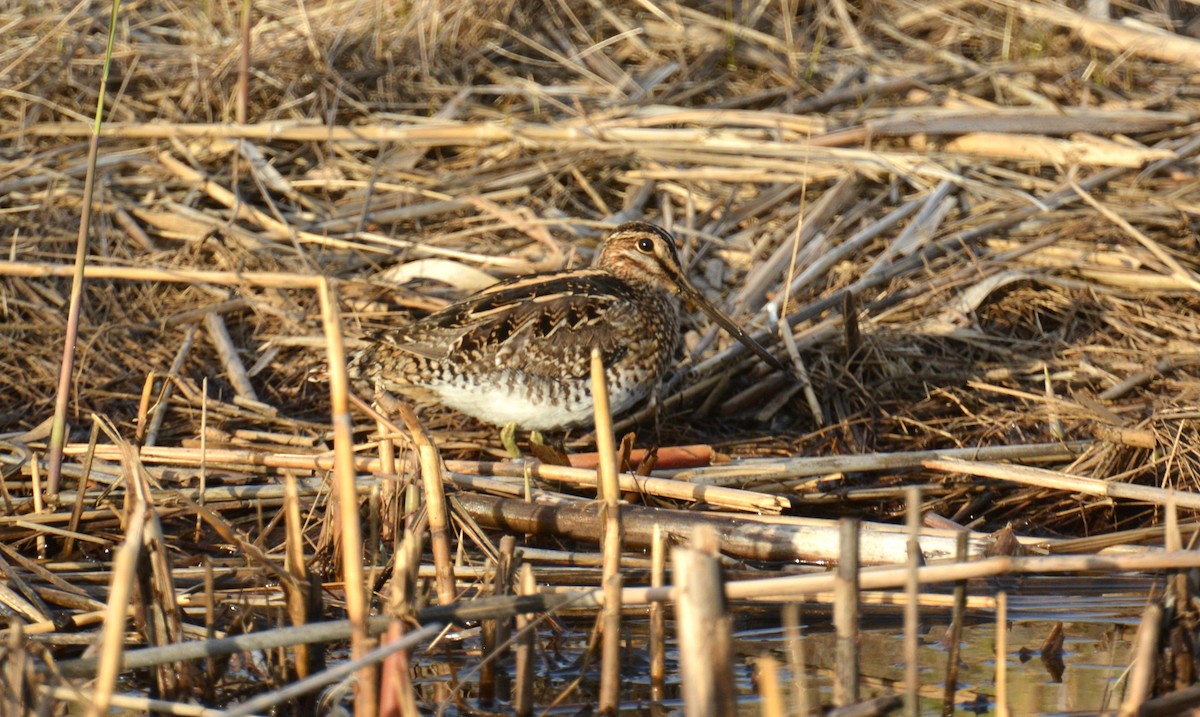Wilson's Snipe - ML634270093