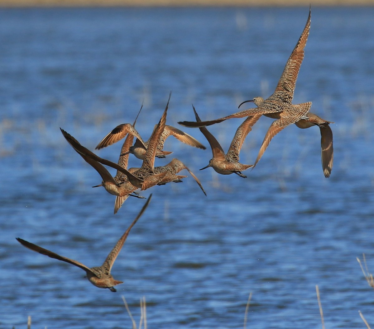 Long-billed Curlew - ML634270100