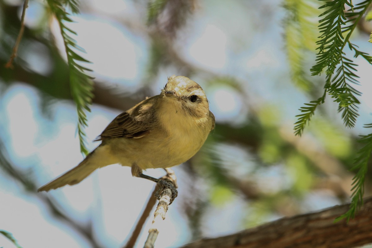 Bell's Vireo - ML634270162