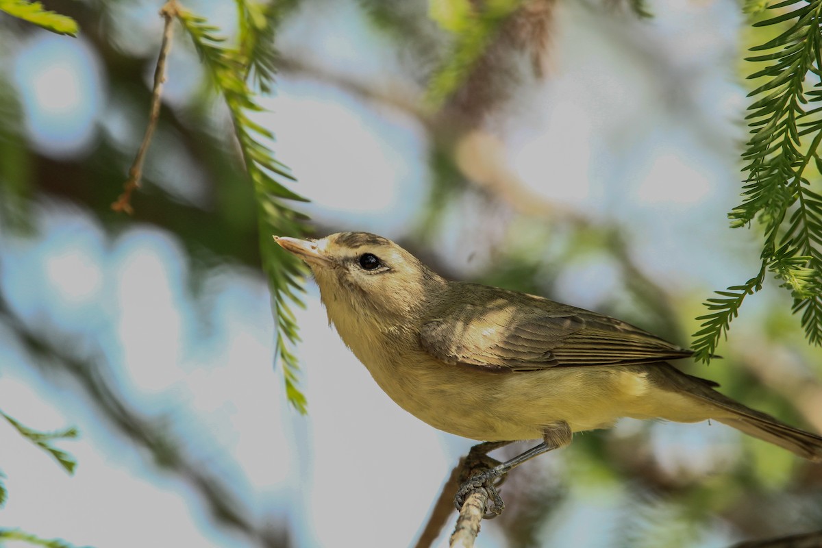 Bell's Vireo - ML634270163