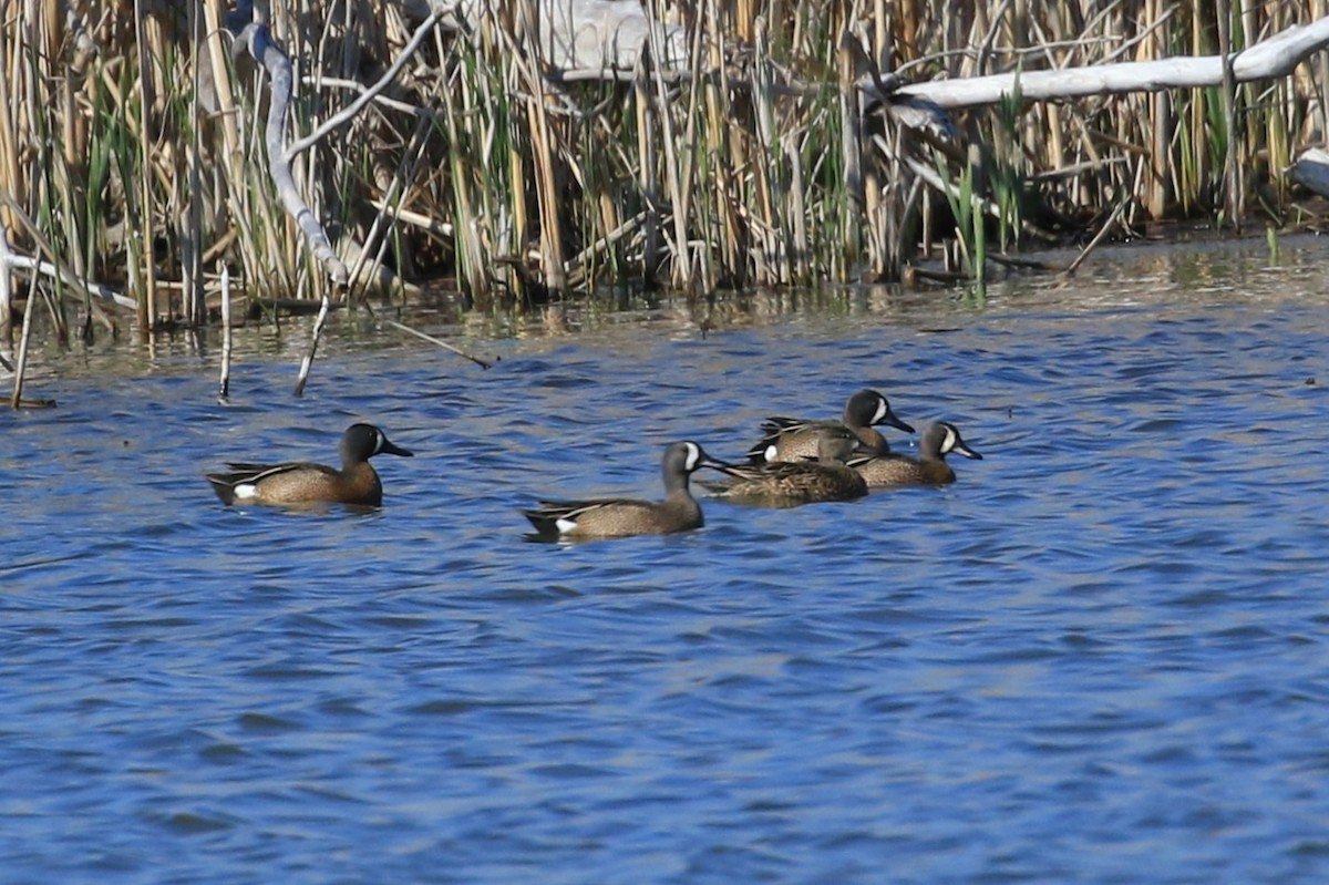 Blue-winged Teal - ML634270213