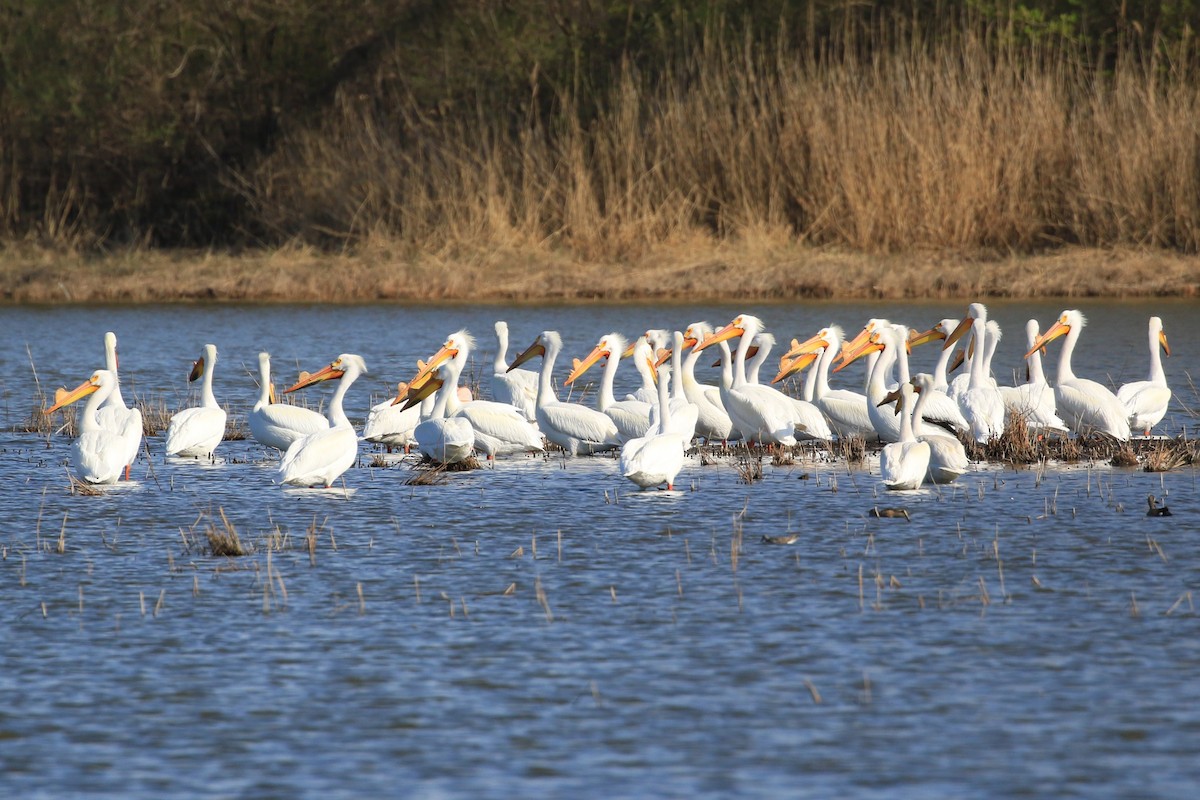 American White Pelican - ML634270270