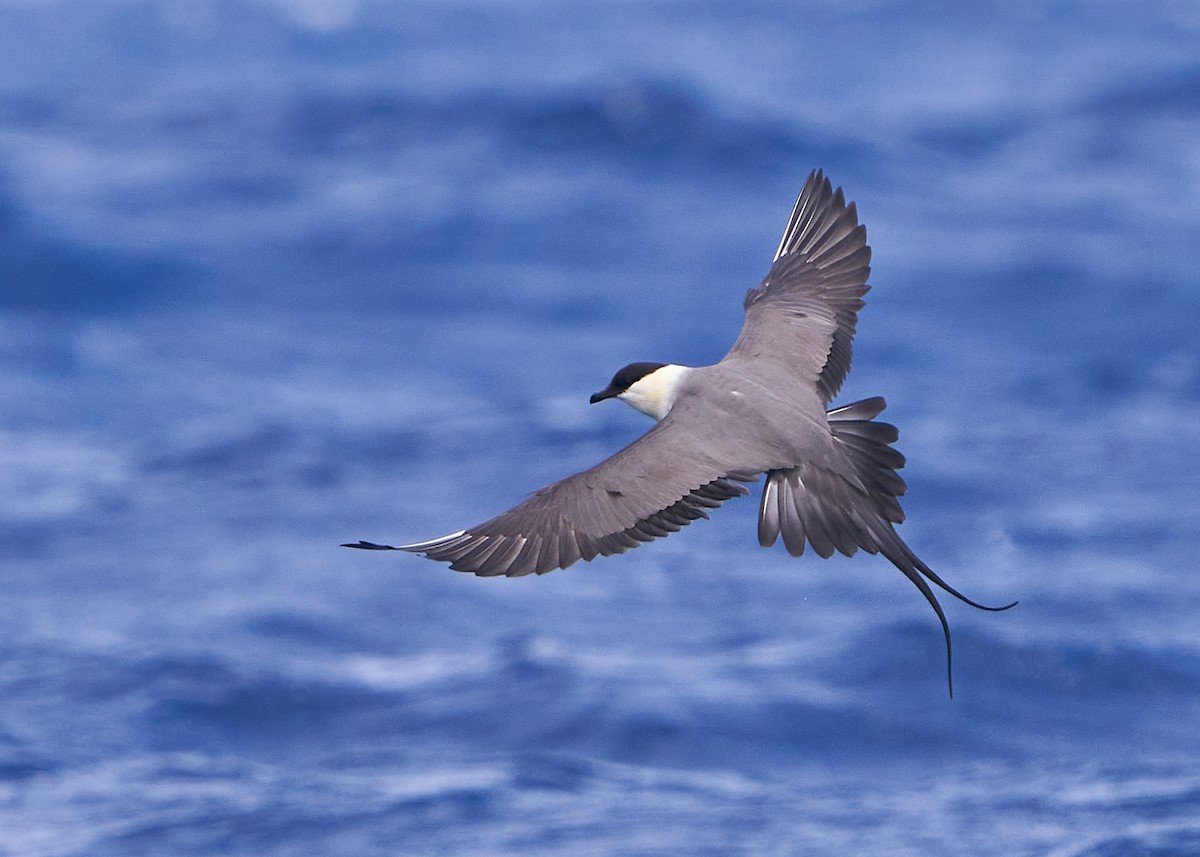 Long-tailed Jaeger - ML634270308