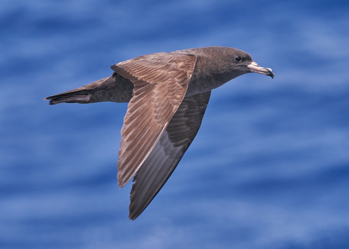 Flesh-footed Shearwater - ML634270335