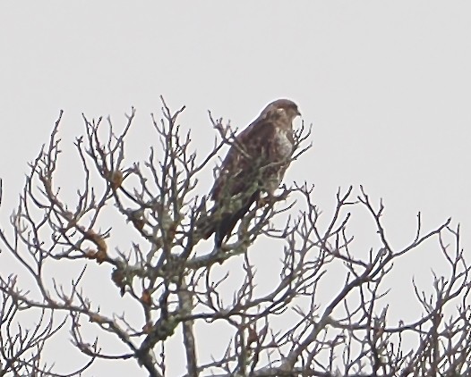 Common Buzzard (Canary Is.) - ML634270343
