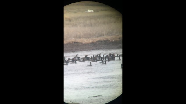 Cormorán Orejudo - ML634270367