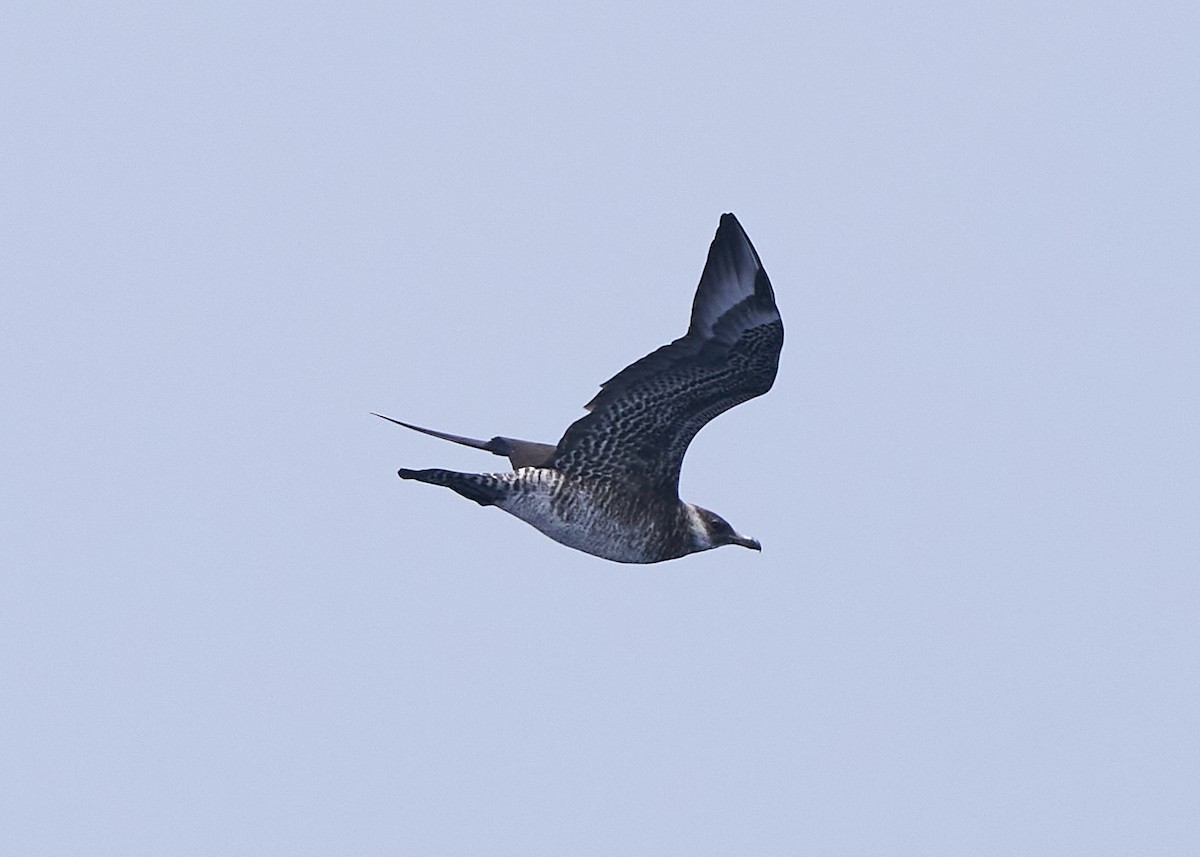 Pomarine Jaeger - ML634270418