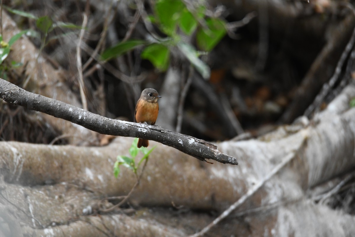 Ferruginous Flycatcher - ML634270421