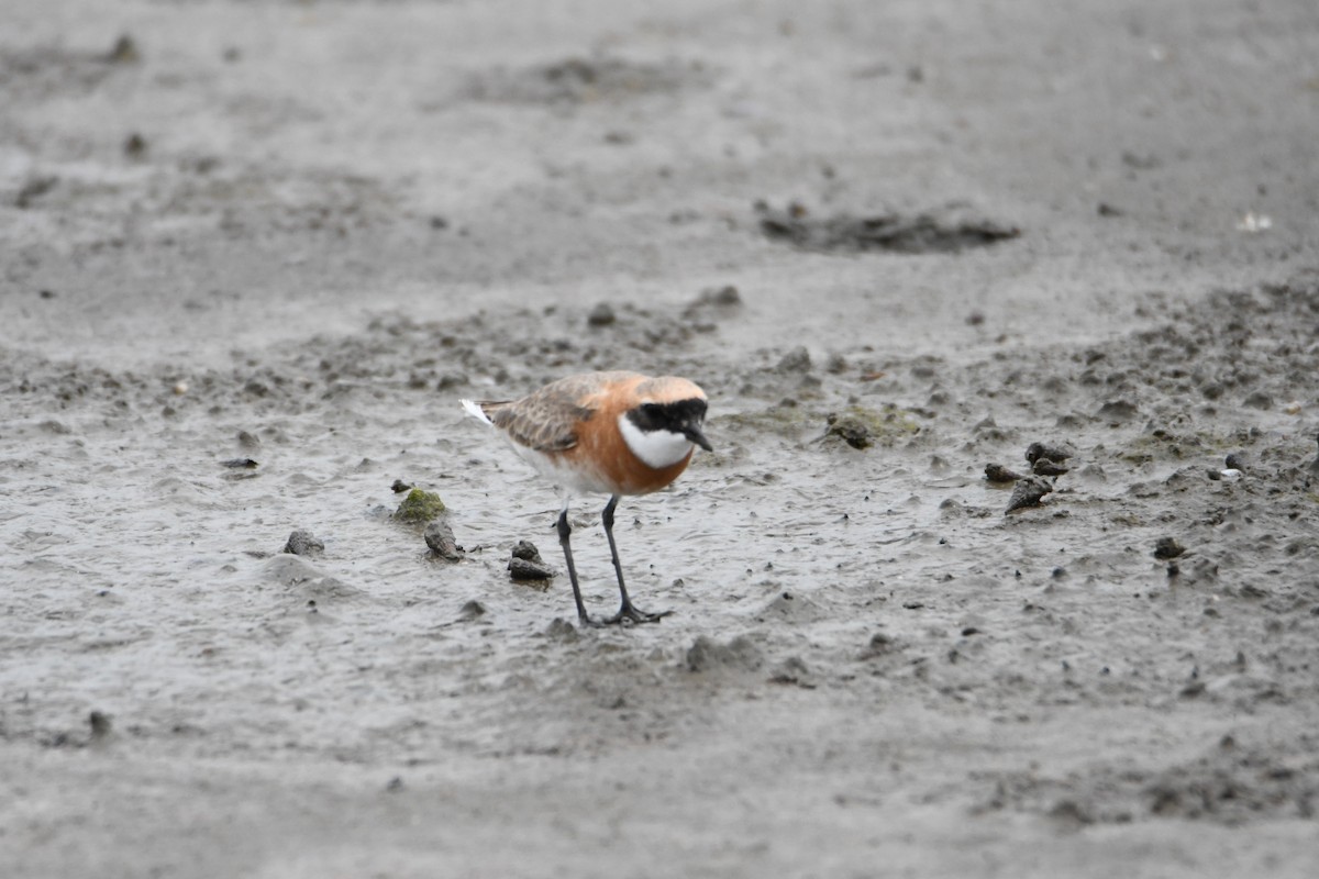 Tibetan Sand-Plover - ML634270432