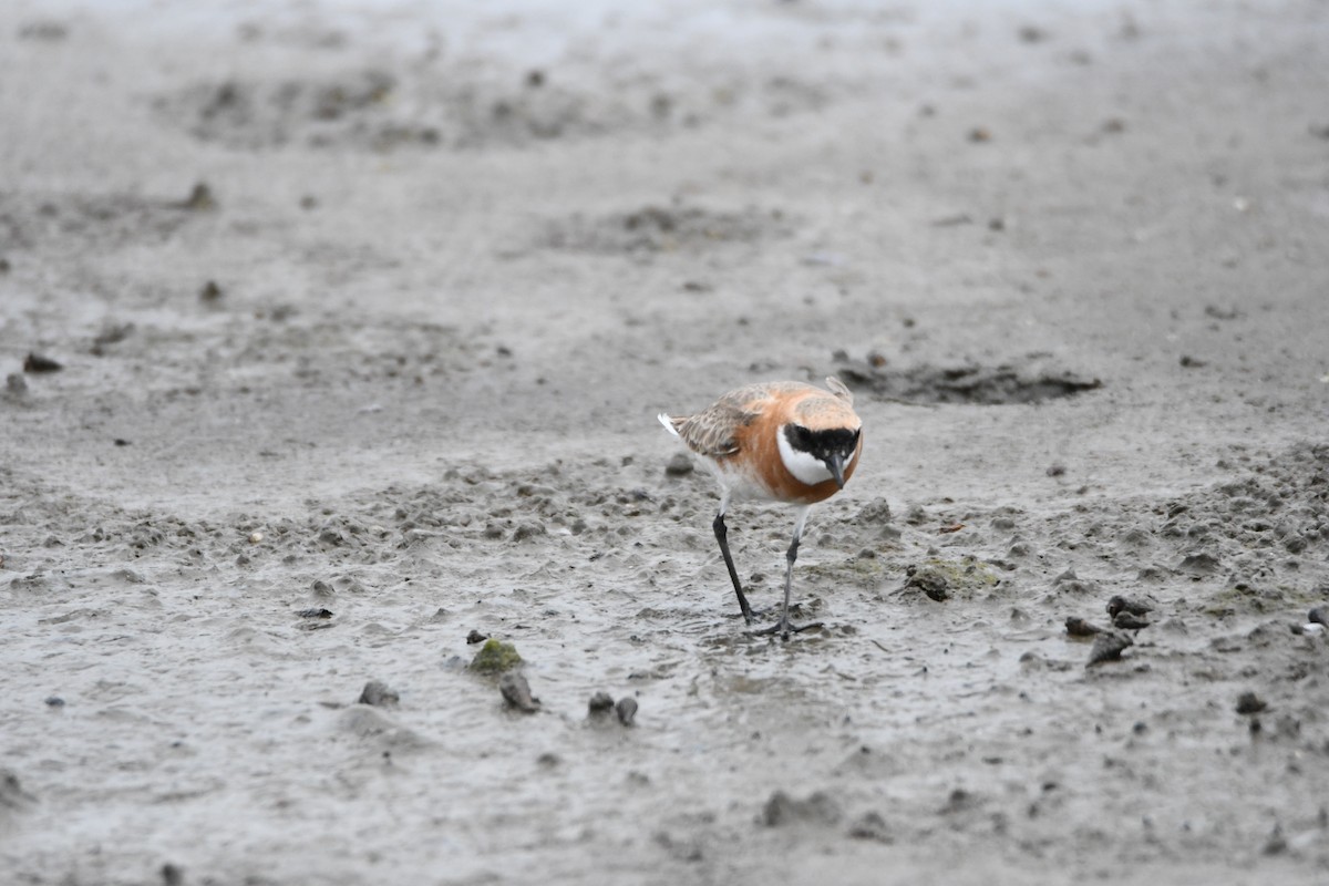 Tibetan Sand-Plover - ML634270433