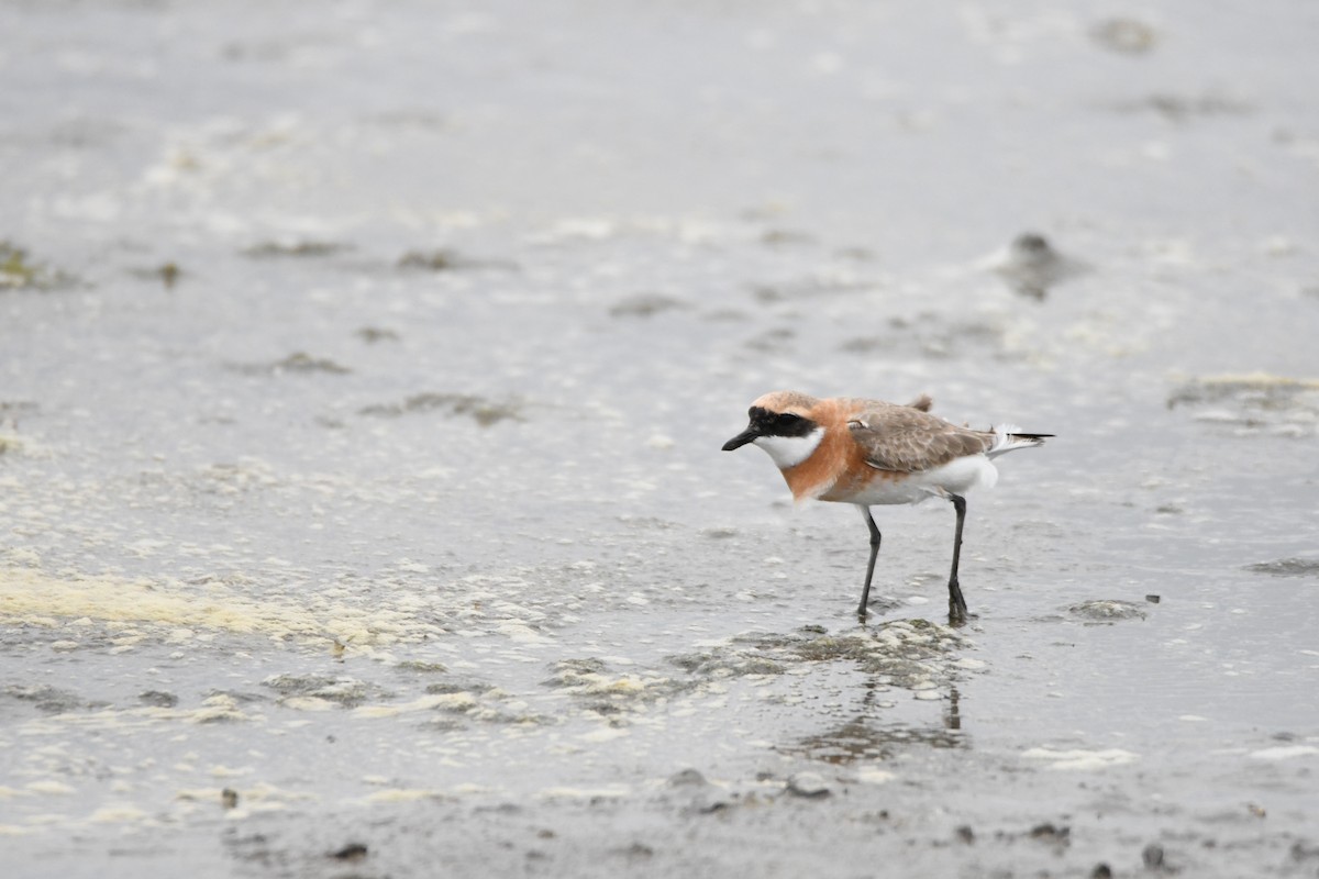 Tibetan Sand-Plover - ML634270434