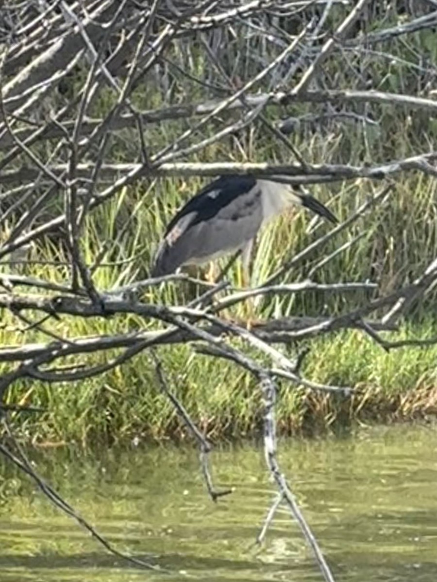 Black-crowned Night Heron - ML634270441